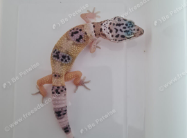 Leopard gecko juvenile