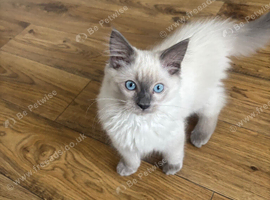 Purebred Male Ragdolls! Ready Now! Offers Welcome!