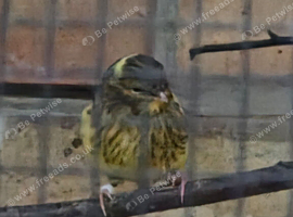 Baby Gloster.