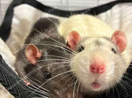 Two male rats
