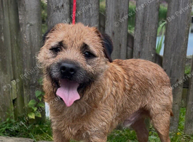 KC Reg Oxcroft bred Border Terrier Stud dog