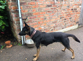 German shepherd x Malinois puppies