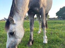 11.2 Welsh A gelding