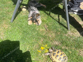 Horsefield tortoise