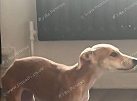 10 week old female Lurcher for sale