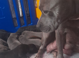 Lilac blue and black stuff to Bull Terriers puppies