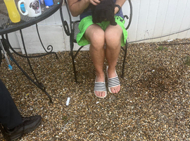 Toy poodles for sale