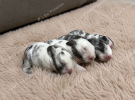 Four Lionhead Babies Ready Soon
