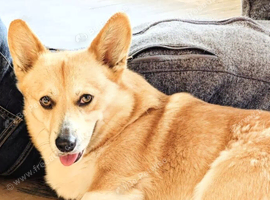 Pembroke Corgi male 4 year old