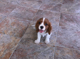 Beautiful litter of KC reg blenheim puppies from health tested parents