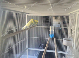 2 Male Budgies