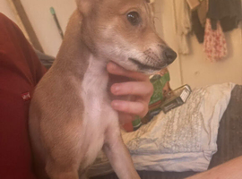 Lurches puppies for sale