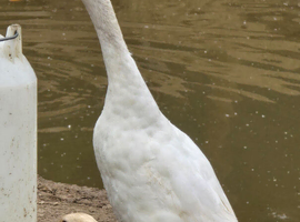White Indian Runner Drake