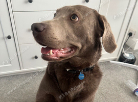 Silver lab