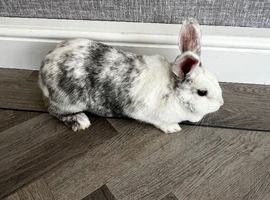 Female rabbit forsalwwith hutch
