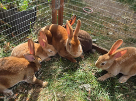 Mini rex boys and girls