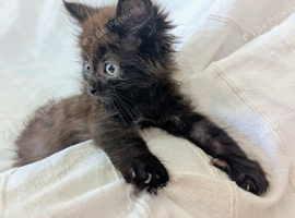 Persian cross  Fluffy Dark Brown female kittens.  Ready to leave