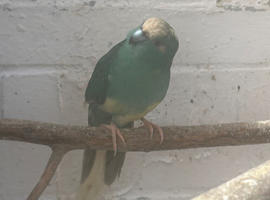 Blue Proven Male Kakariki