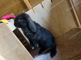 Mini lops