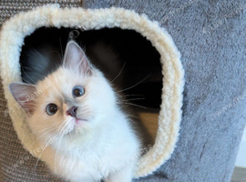 TICA EU champion line ragdoll kitten