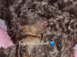 Beautiful cockerpoos