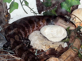 For sale Irian Jaya Blue Tongue