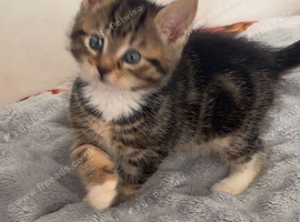 Kittens. Ready now
