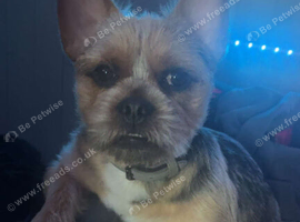 Have a lovely little yorkie cross jack rusell