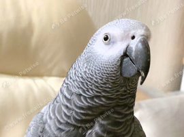 Tamed 15 year old African Grey