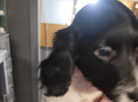 Springer spaniel puppies
