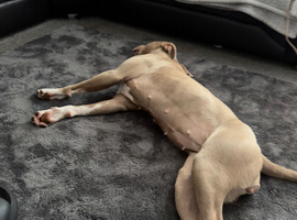 Staffy for sale