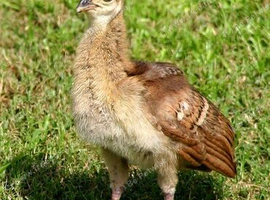 FOR SALE - 10 x Peafowl Chicks