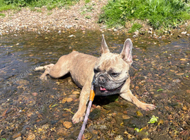 2 years old French bulldog girl