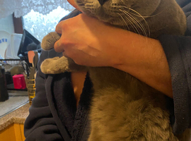 Mix British kittens