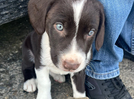 One last boy available! Beautiful litter of collie cross puppies