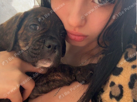 1 Adorable Puppy left!