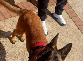 Looking for a loving new home for our 11-month-old female Belgian Malinois.