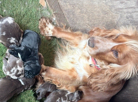 Show type cocker spaniels