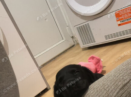 Labrador cross sproker spaniel female