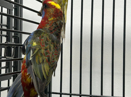 Stunning Rosella & Pennants