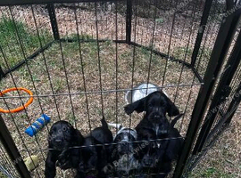 Lovely boy cockerspaniels