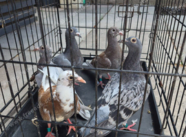 Raceing pigeons