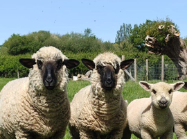 3 x Hampshire Downs Ewes with lamb at foot