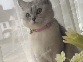 Beautiful British Shorthair Female Looking for a Loving Forever Home