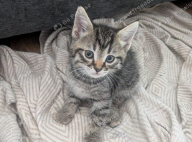 Kittens for sale