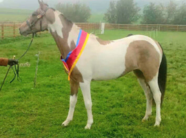 Beautiful part bred arab gelding