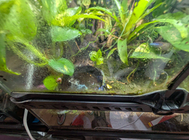 2 male dart frogs with bio enclosure