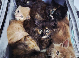 Maine Coon Kittens &ndash; Big, Friendly, Home‑Raised