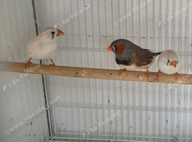 3 zebra finches looking for new home