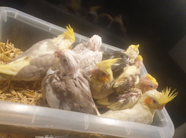 All resreved* only 1 left Hand reared Baby cockatiels